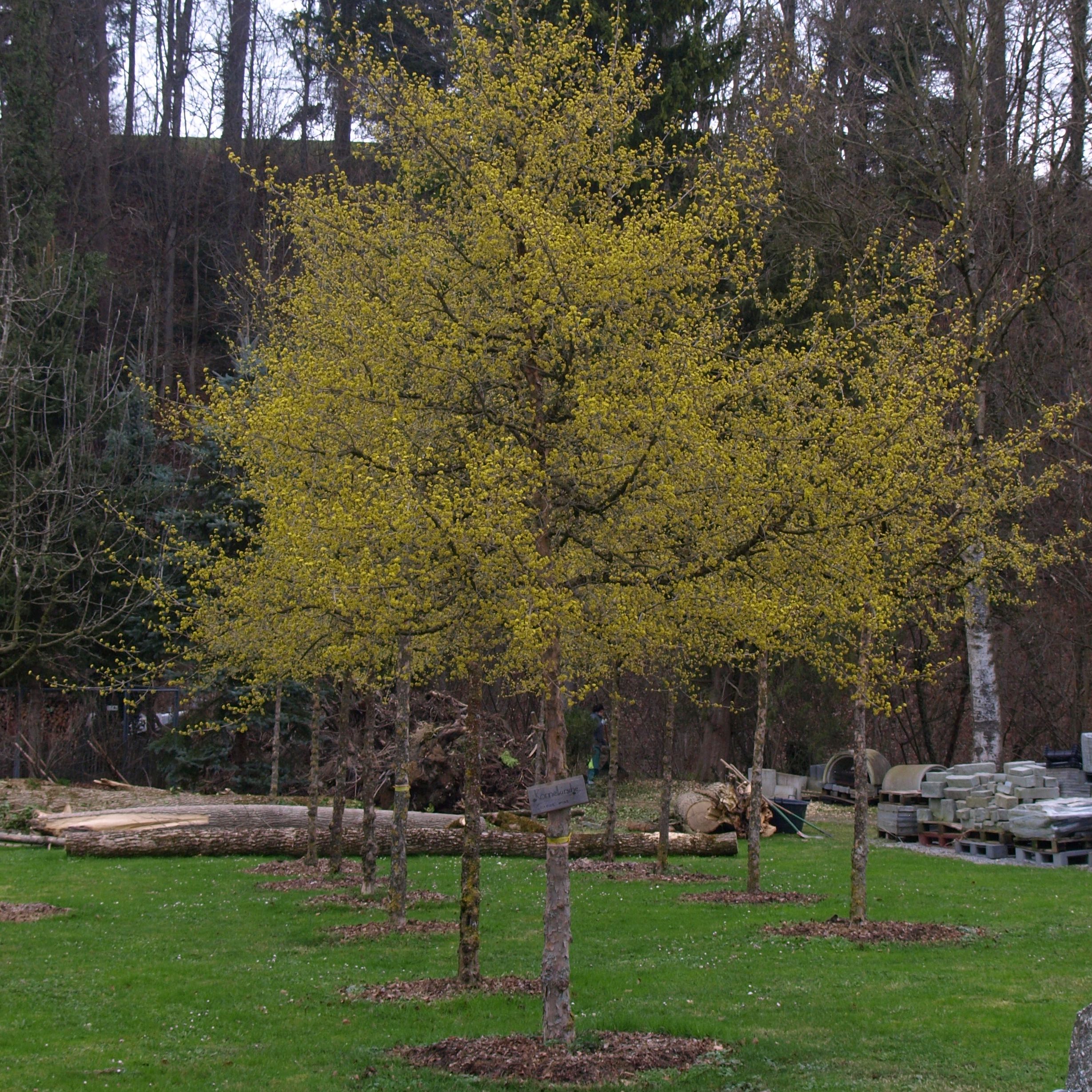 Bildmaterial: Hochstammbäume sind wichtige Klimaregler und Schattenspender im Garten